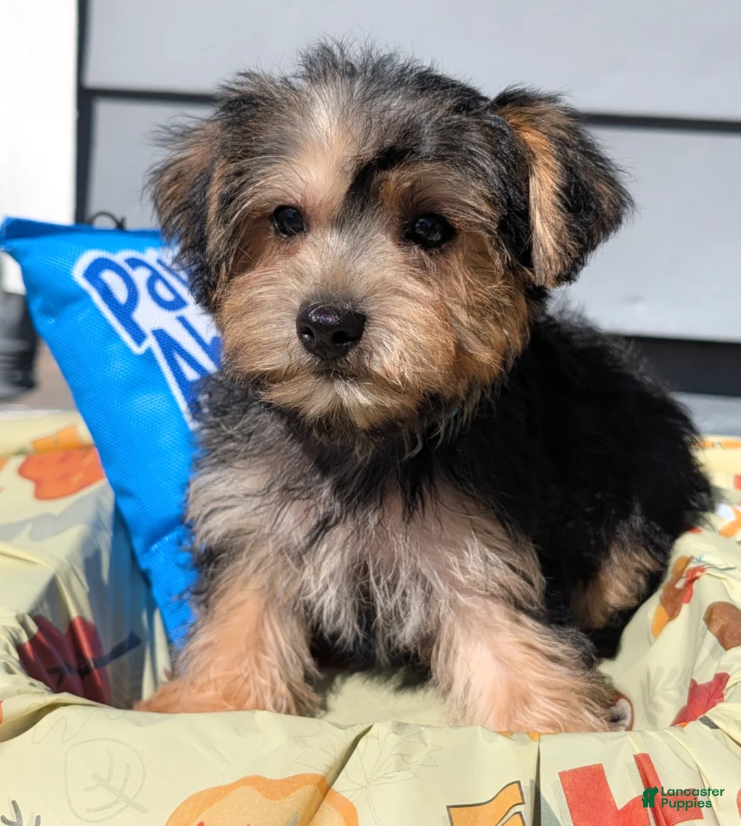 Yorkiepoo dogs for sale: Theodore  - Ad 1