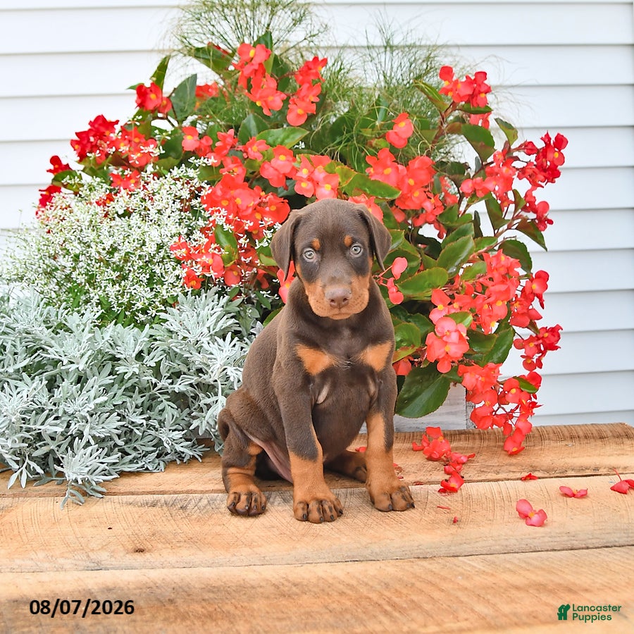 Doberman Pinscher dogs Thor - Ad 2