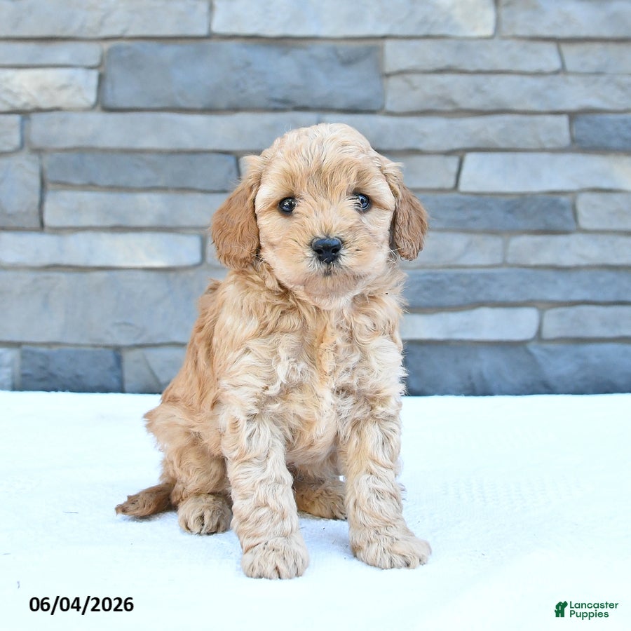 Cockapoo dogs Rascal - Ad 2