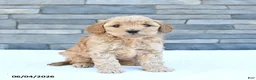 Cockapoo dogs for sale: Rascal - Ad 2