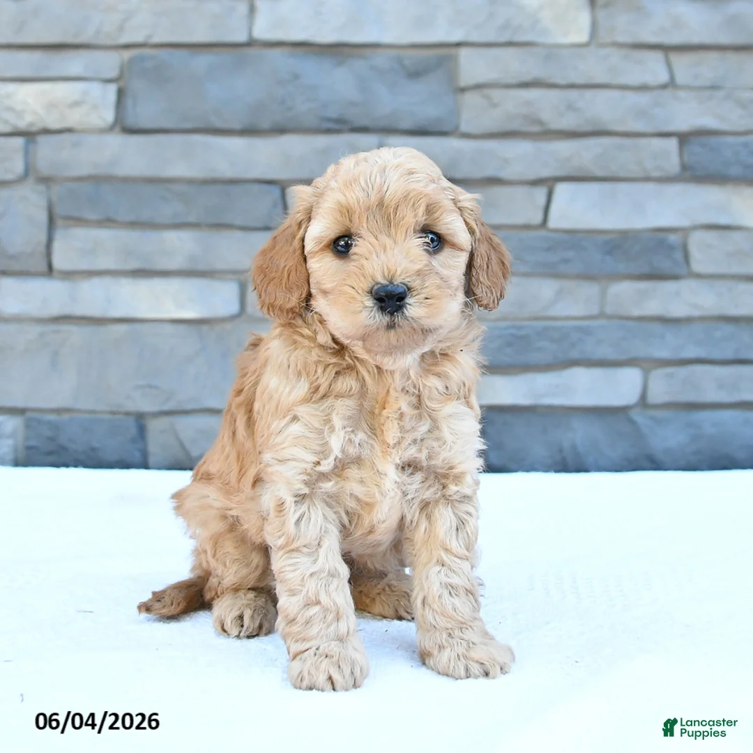 Cockapoo dogs for sale: Rascal - Ad 2