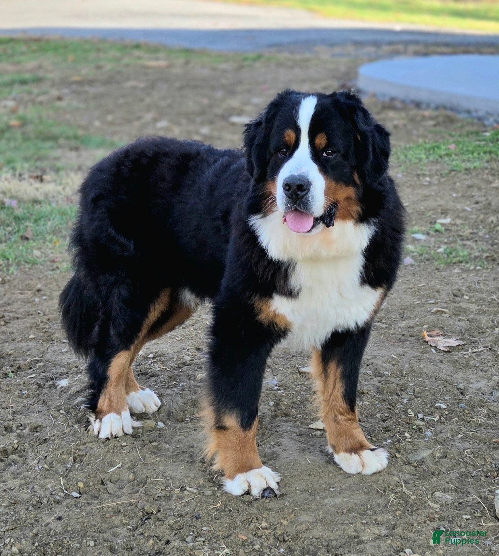 Bernese Mountain Dog dogs Xander Van't Stokerybos  - Ad 1