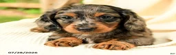 Miniature Dachshund dogs for sale: Darren  - Ad 3