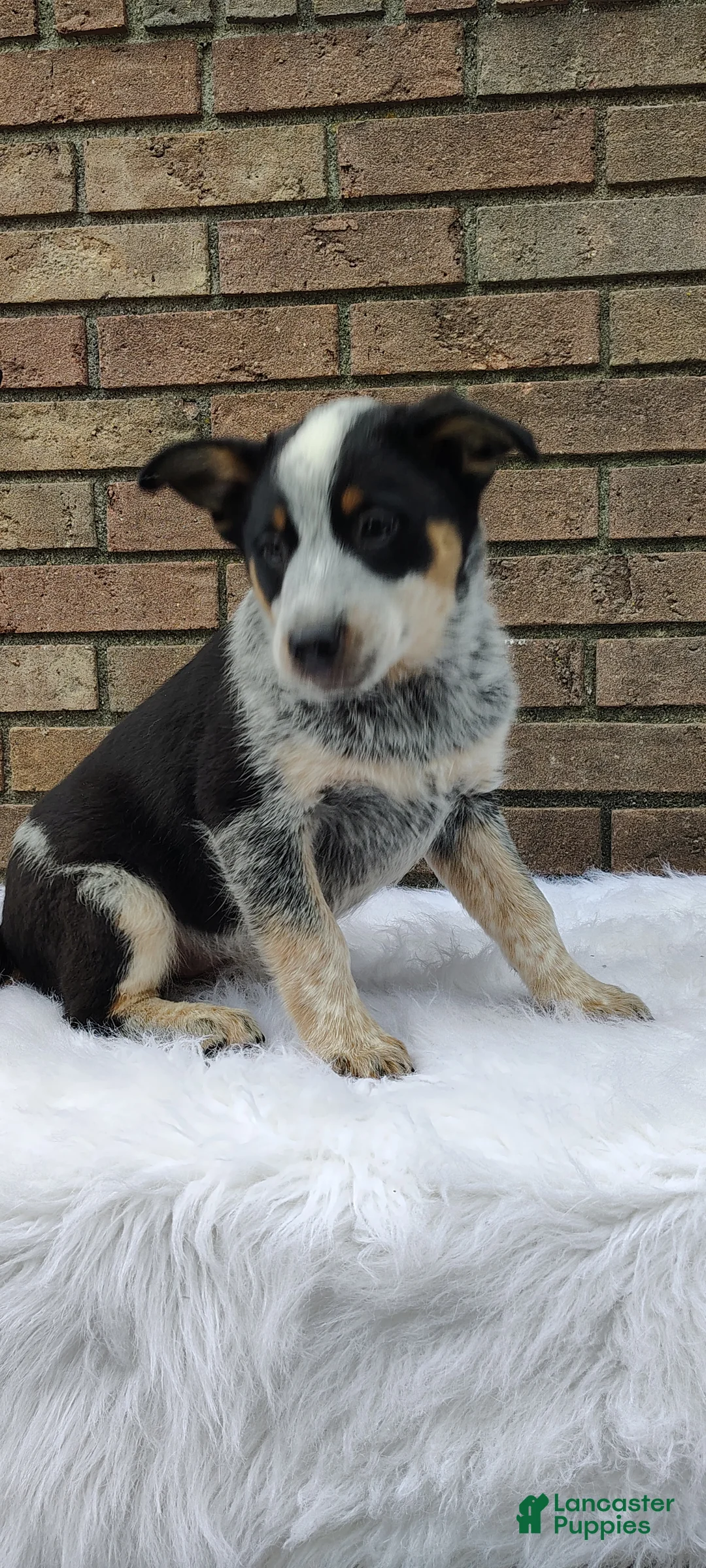 Mixed Breed dogs for sale: Banjo - Ad 6
