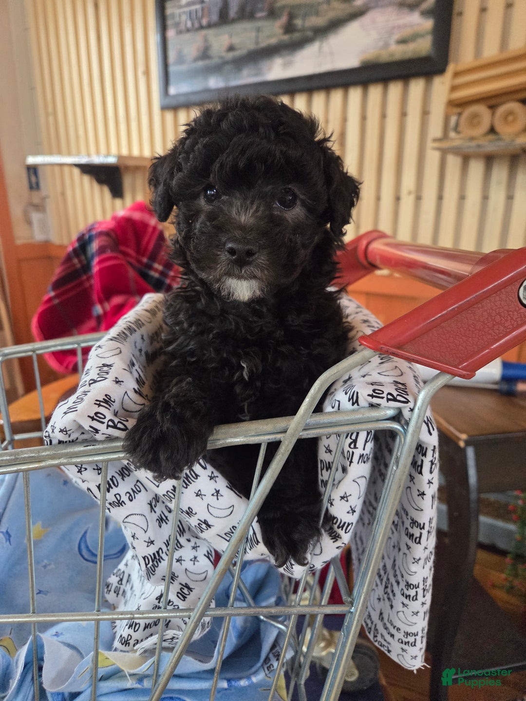 Toy Poodle dogs for sale: Toy Poodle Puppy 1 - Ad 2