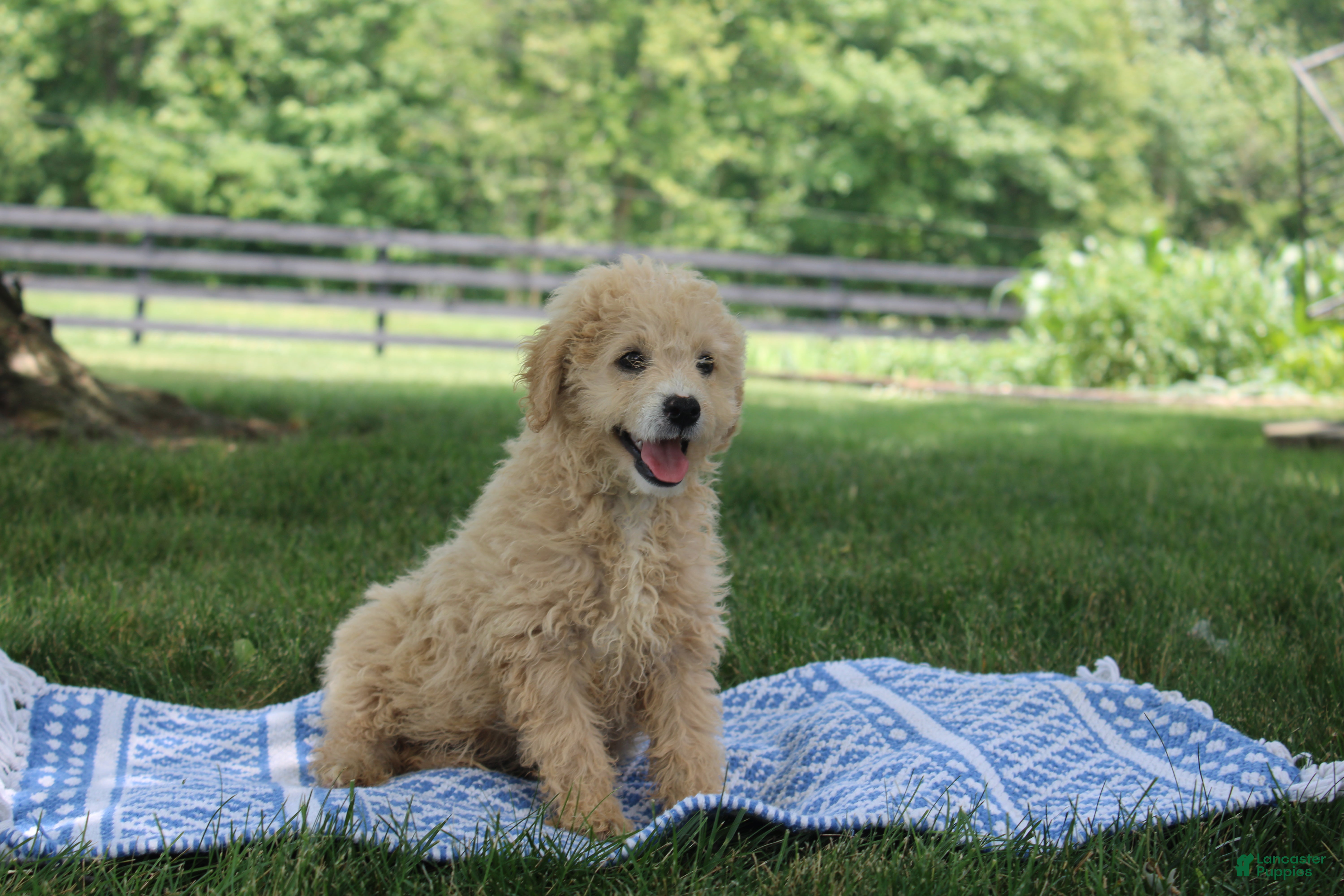 Mini Goldendoodle dogs Tara - Ad 38