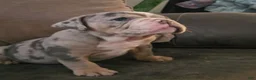 Olde English Bulldogge dogs for sale: Baby Girl - Ad 1