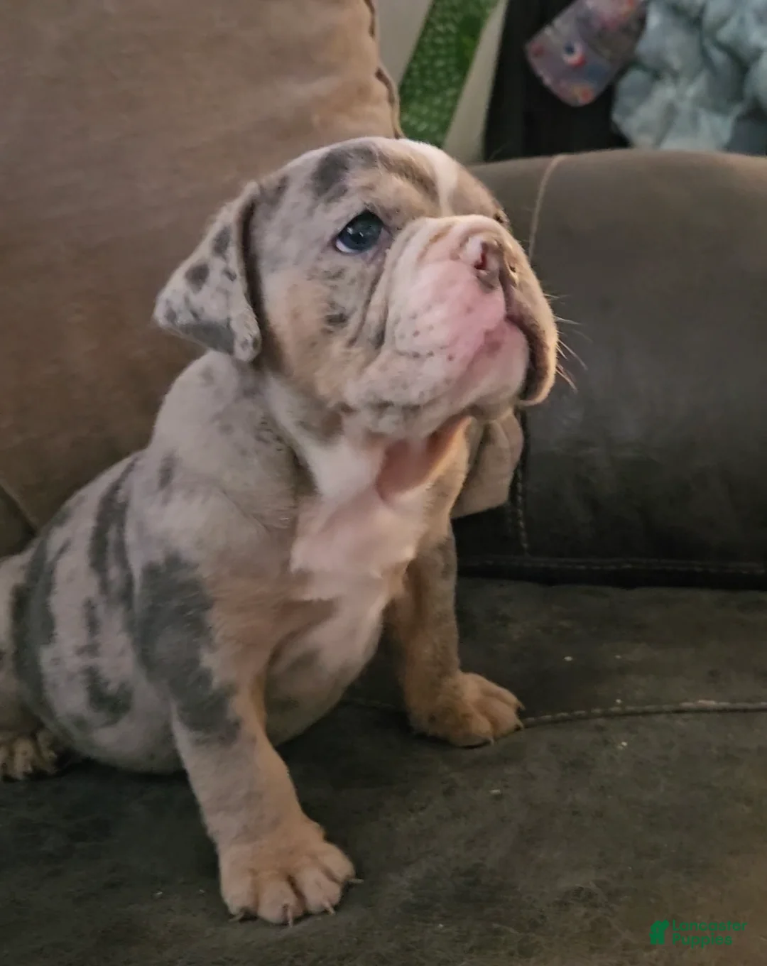 Olde English Bulldogge dogs for sale: Baby Girl - Ad 1