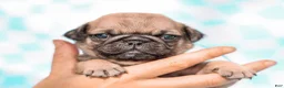 Pug dogs for sale: Eric - Ad 4