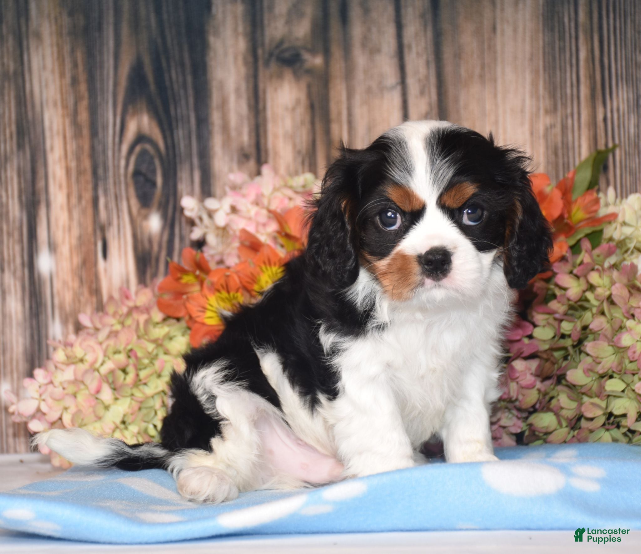 Cavalier King Charles Spaniel dogs Harvey - Ad 2