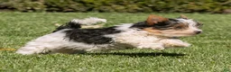 Biewer Terrier dogs for sale: Bennie Biewer Terrier  - Ad 5