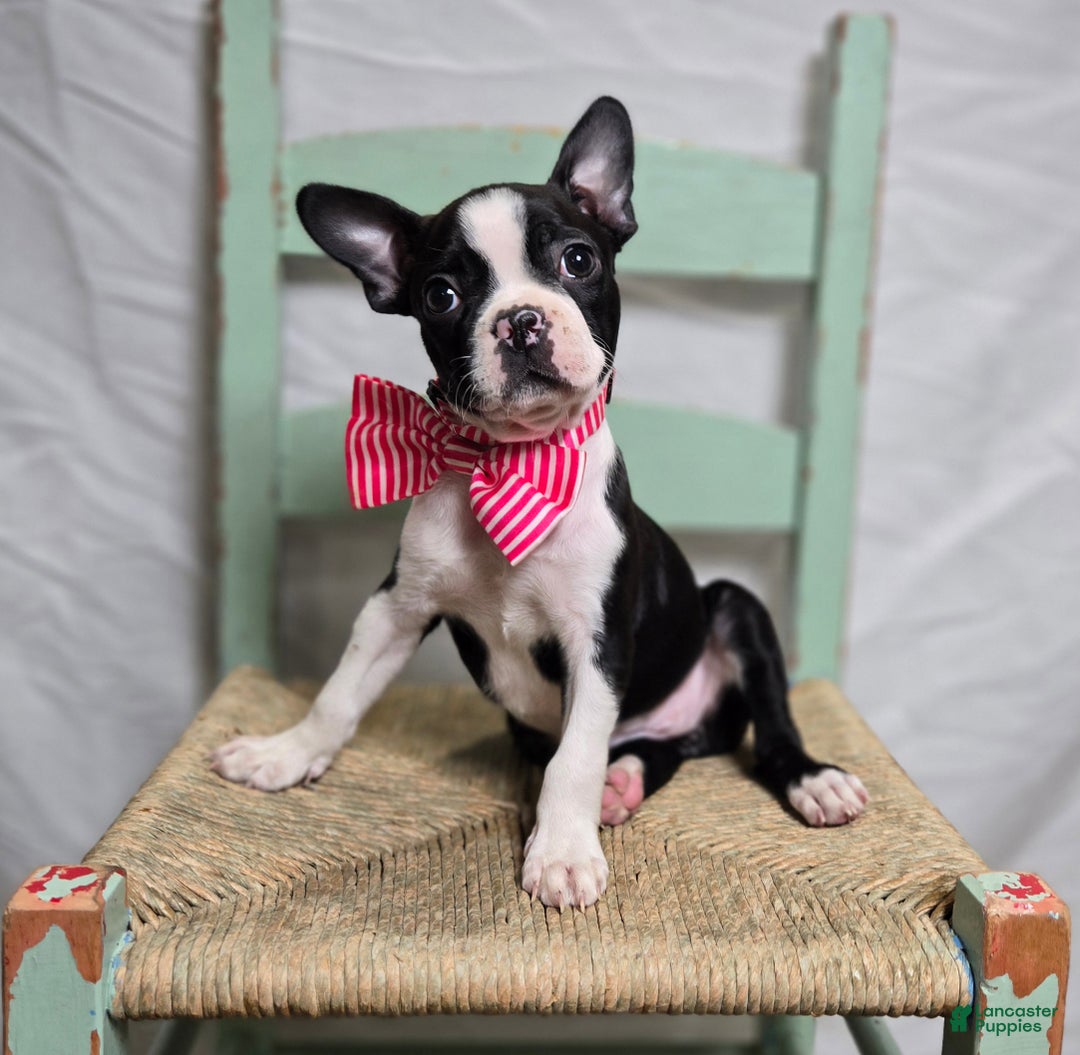 Boston Terrier dogs for sale: Baby Doll - Ad 7