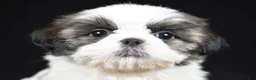 Shih Tzu dogs for sale: Gwen - Ad 8