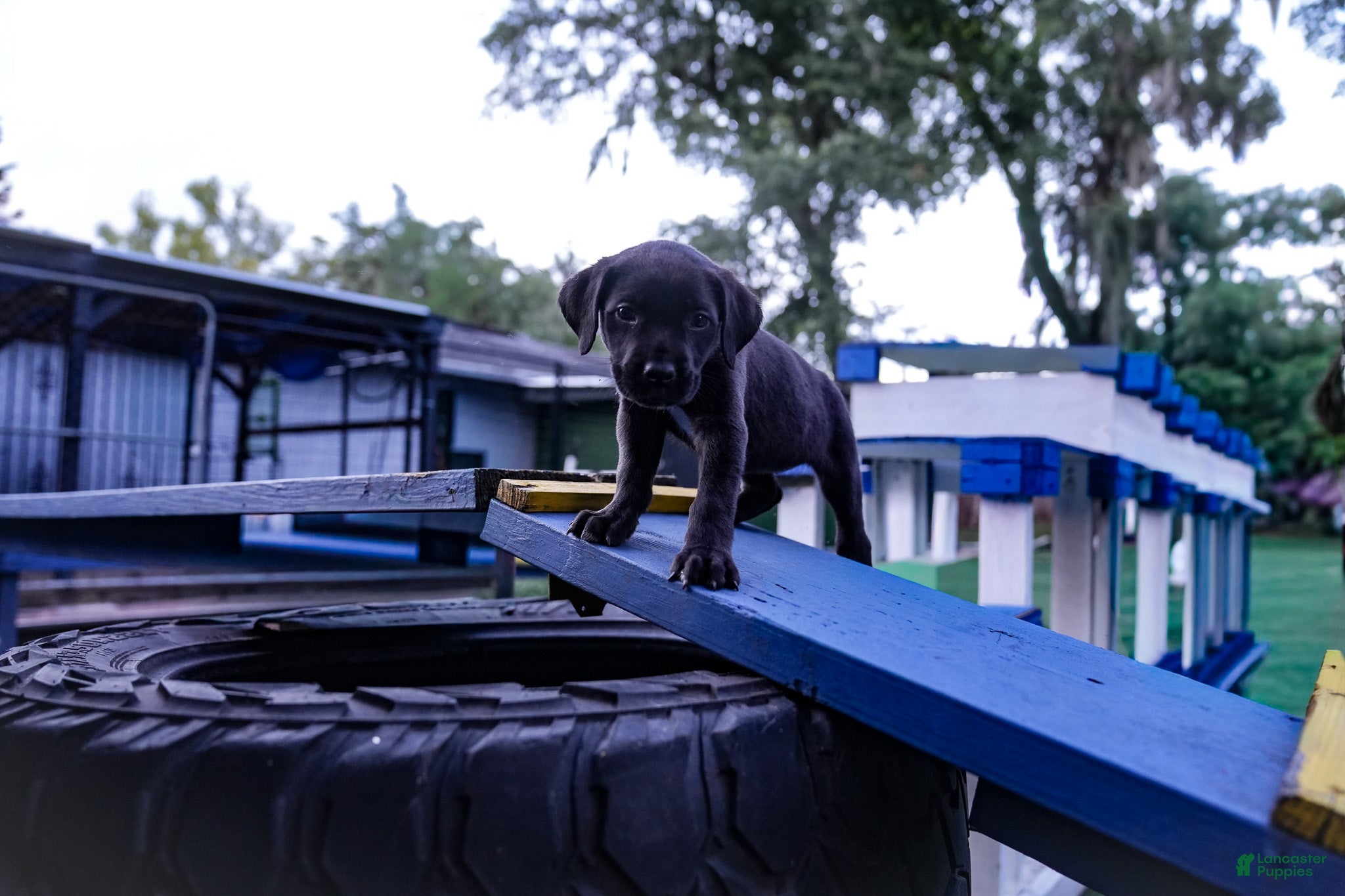 Mixed Breed dogs Puppy 4 - Ad 2