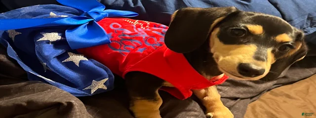 Princess Doby