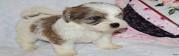 Shihpoo dogs for sale: Eric - Ad 6