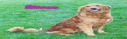 Golden Retriever dogs for sale: Peter - Ad 8