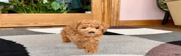 Maltipoo dogs for sale: Kyle - Ad 3