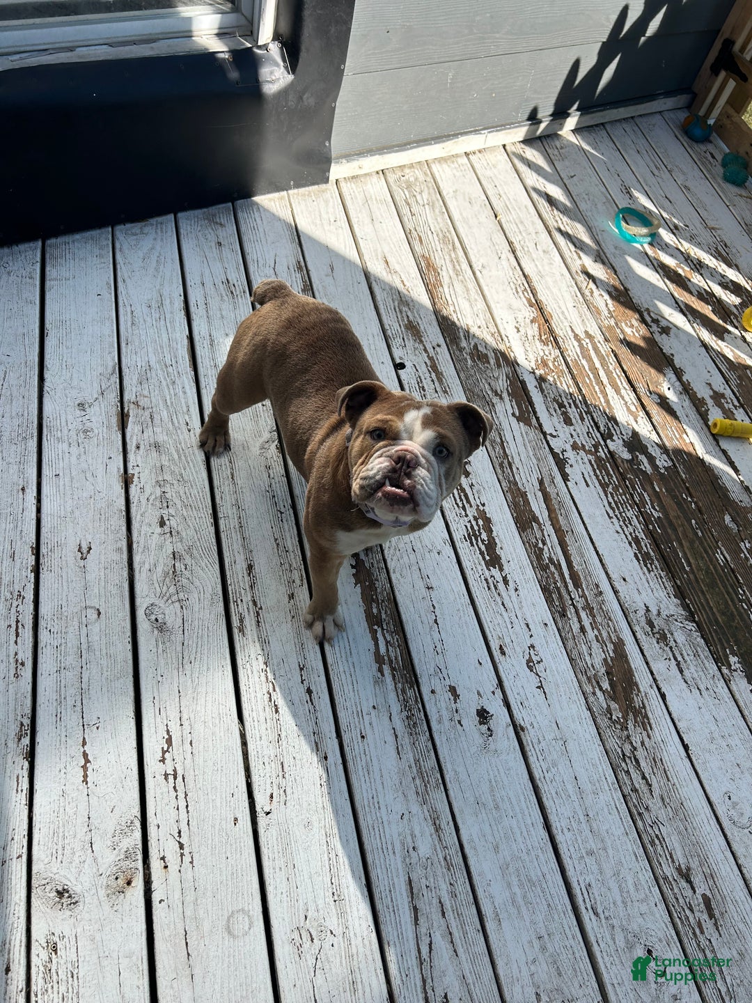 English Bulldog dogs for sale: Gucci  - Ad 4