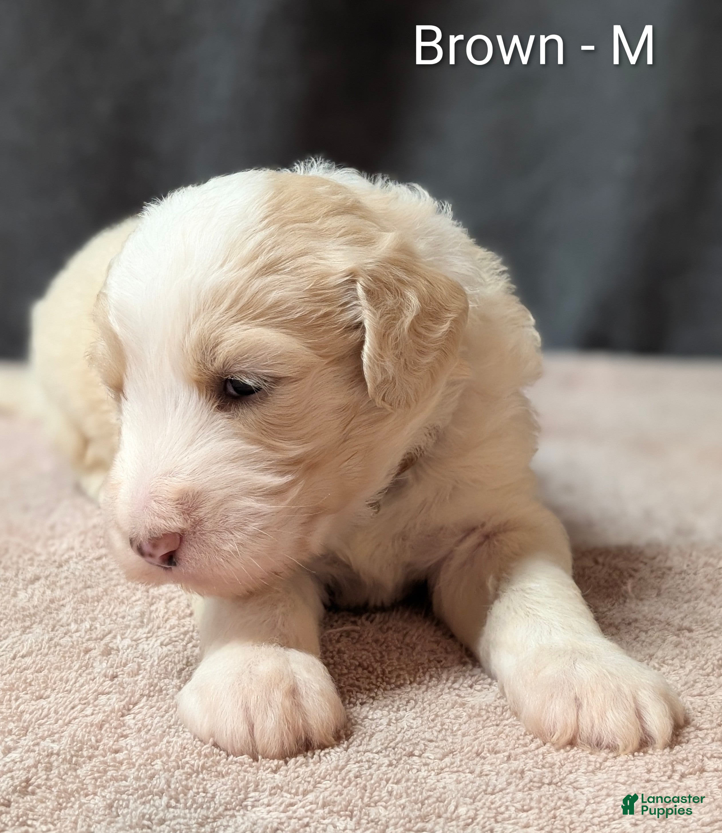Sheepadoodle dogs Brown collar  - Ad 2