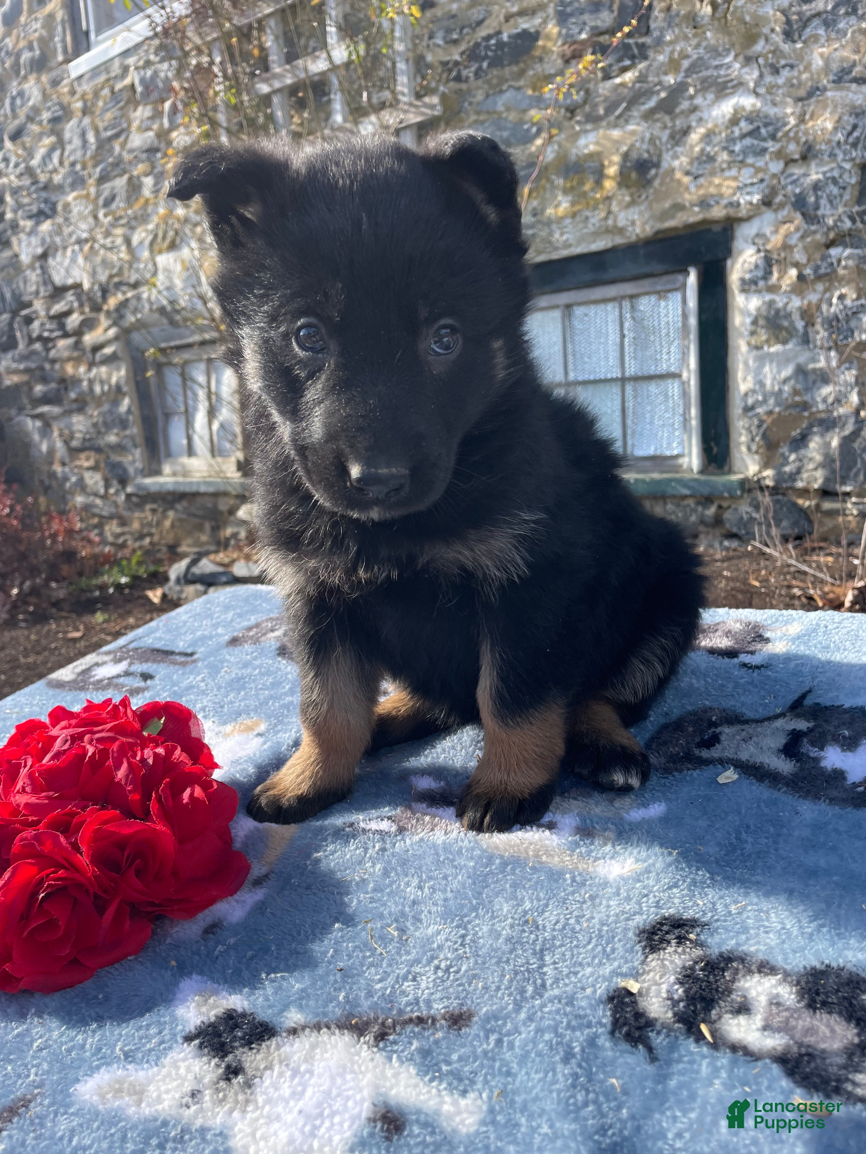 German Shepherd dogs Belle - Ad 38