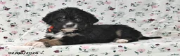 Bernedoodle dogs for sale: Asher - Ad 1