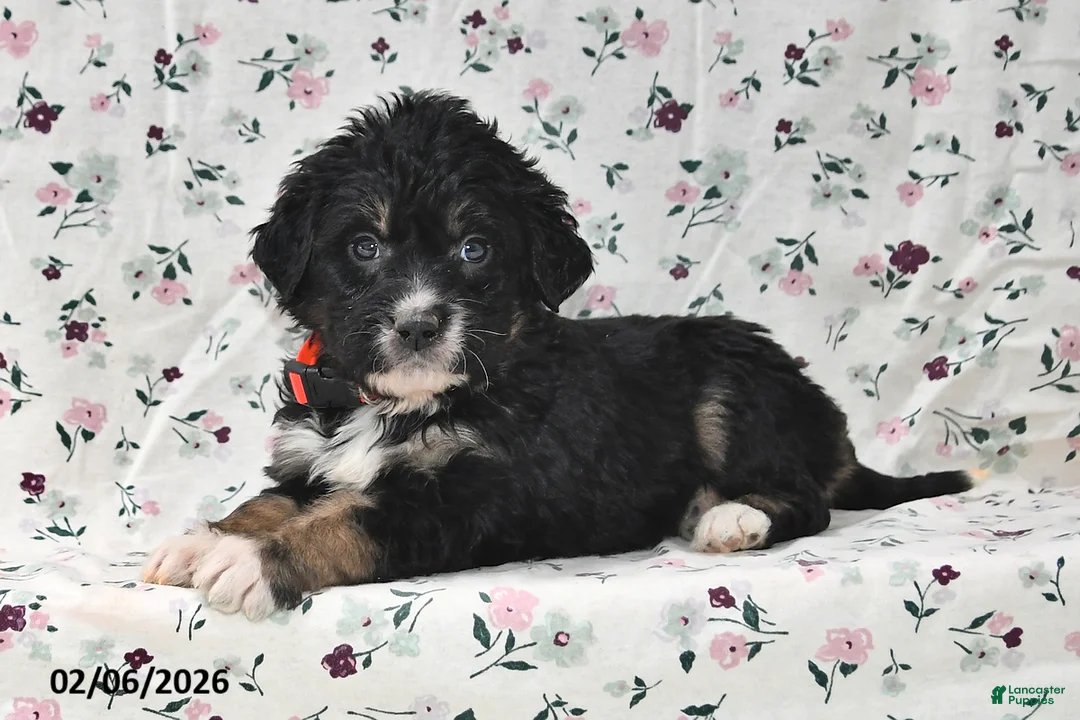 Bernedoodle dogs for sale: Asher - Ad 1