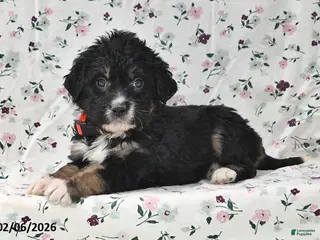Bernedoodle dogs Asher - Ad 35