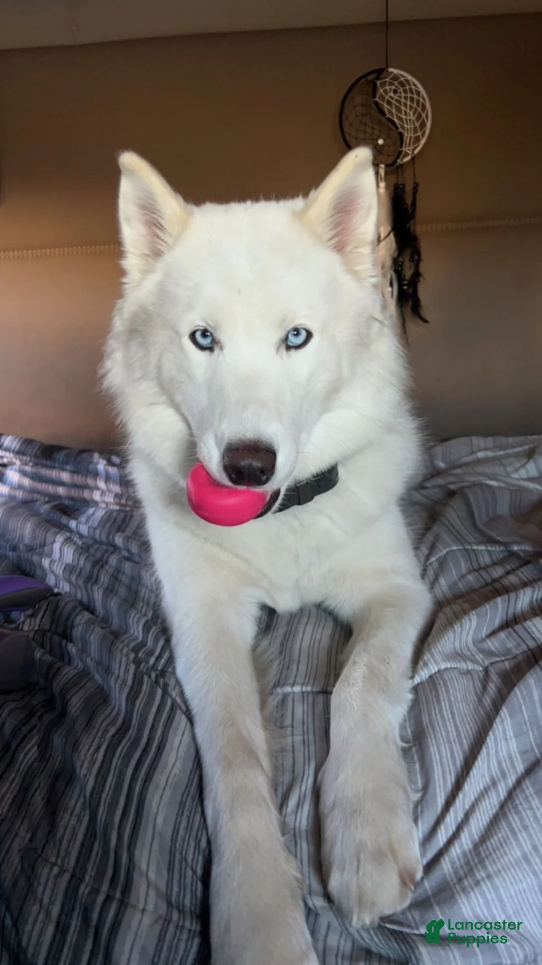 Siberian Husky dogs for sale: Milo  - Ad 4