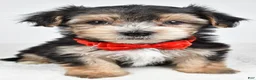 Morkie dogs for sale: Jake - Ad 2