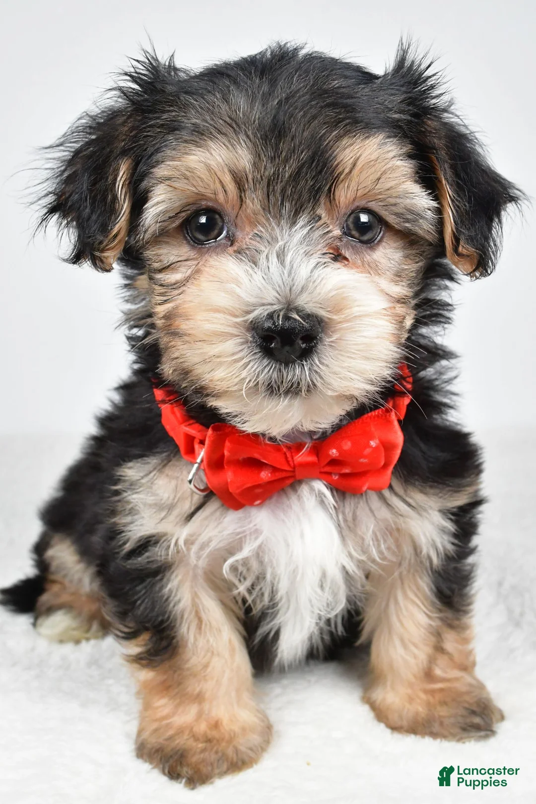 Morkie dogs for sale: Jake - Ad 2