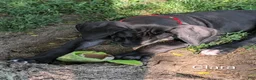 Great Dane dogs for sale: Clara - Ad 4