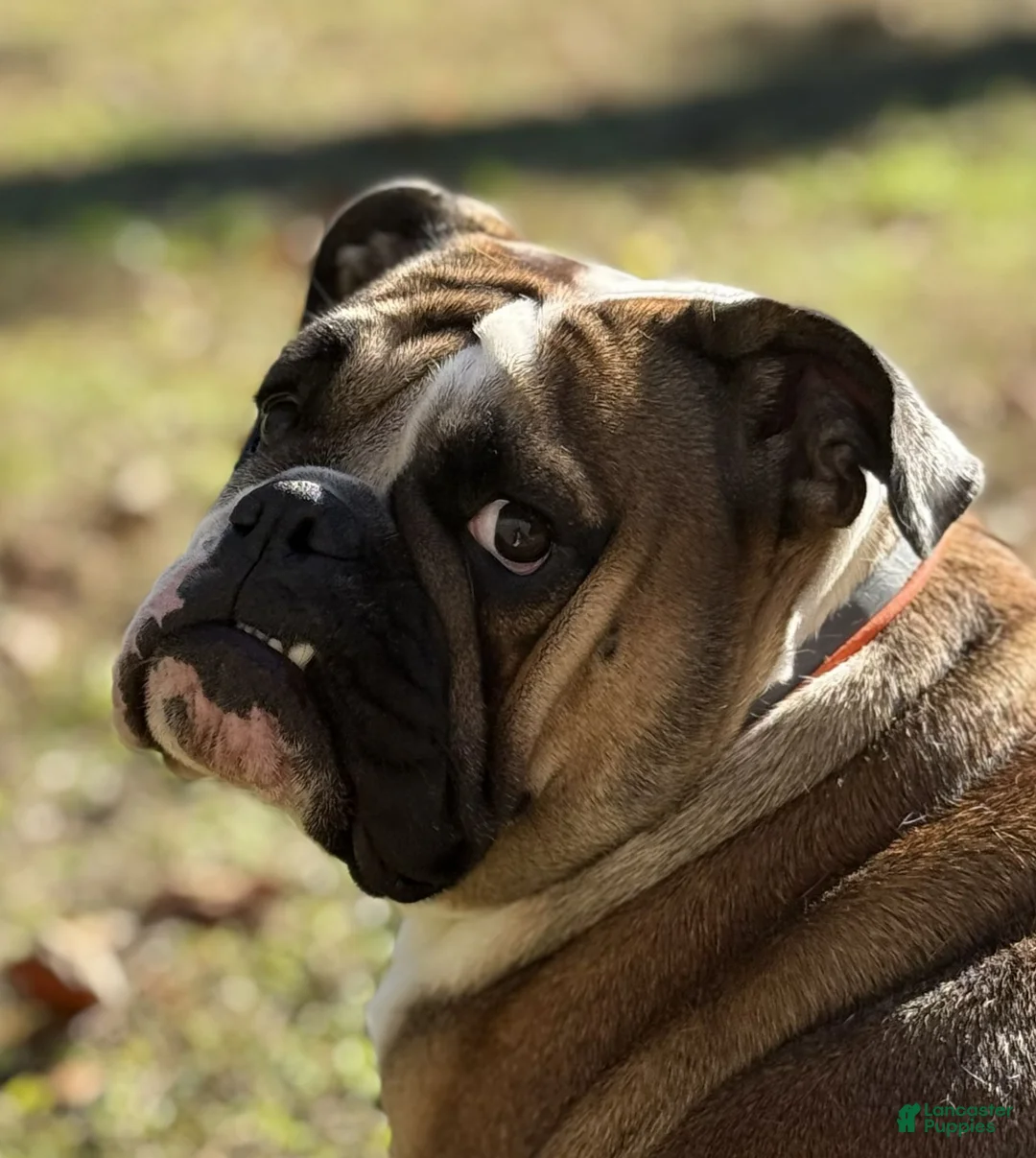 English Bulldog dogs for sale: Leo - Ad 3