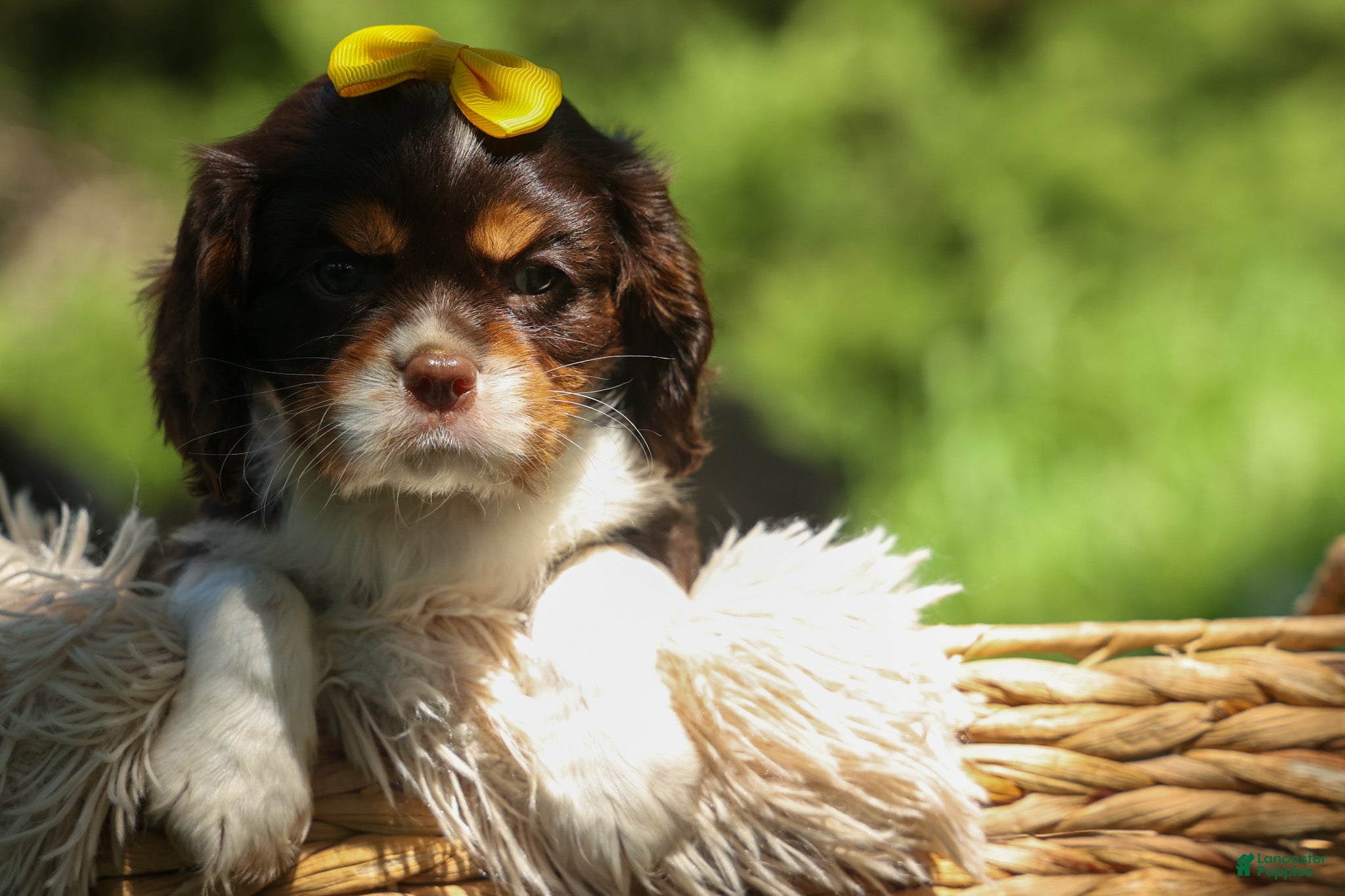 Cavalier King Charles Spaniel dogs  Arthur 🐶 - Ad 2