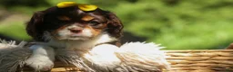 Cavalier King Charles Spaniel dogs for sale:  Arthur 🐶 - Ad 2