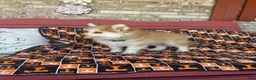 Pomsky dogs for sale: Rocky - Ad 6