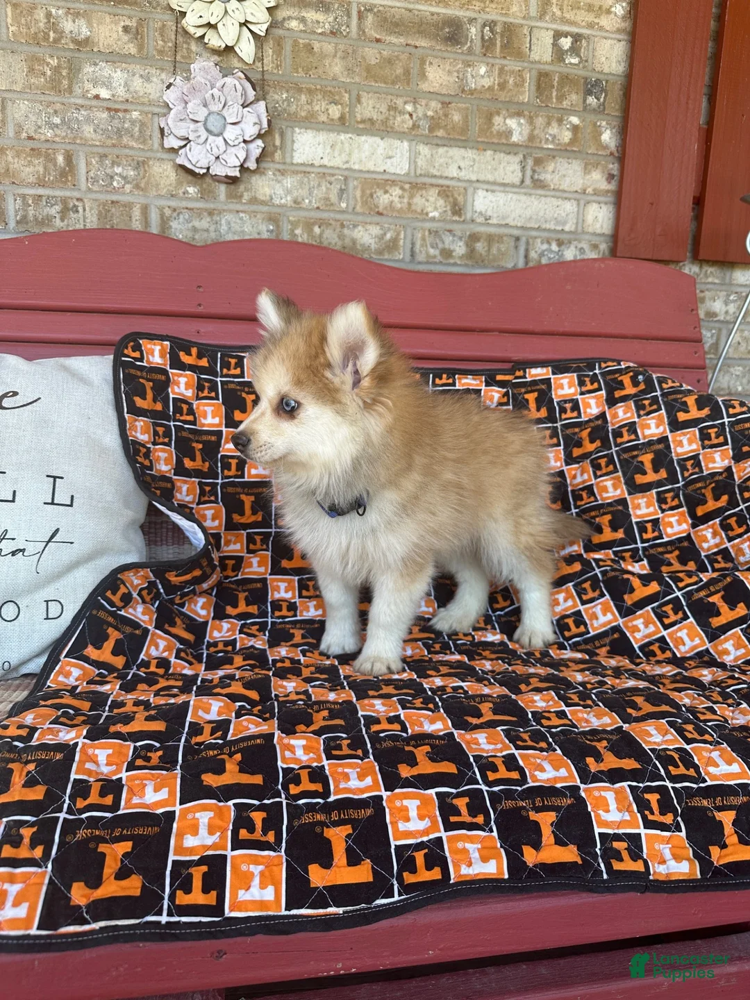 Pomsky dogs for sale: Rocky - Ad 6