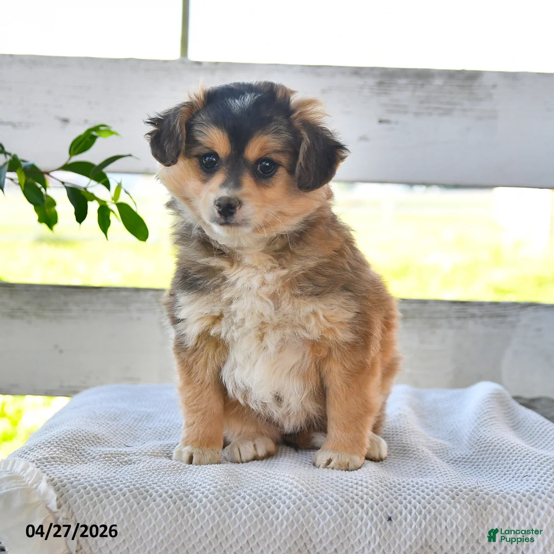 Mixed Breed dogs for sale: Cindy - Ad 1