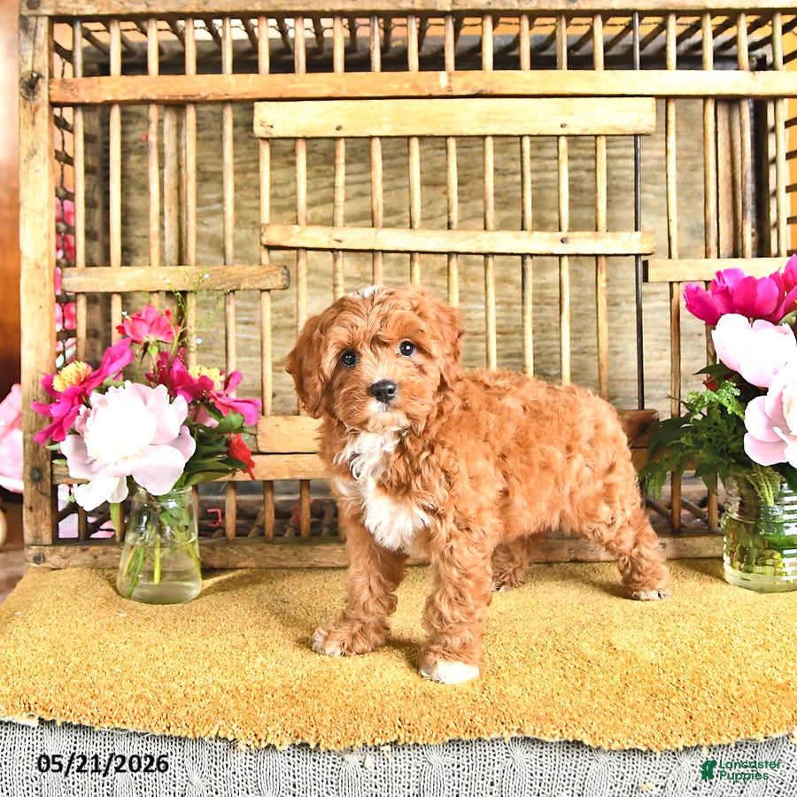 Cavapoo dogs Oscar - Ad 2