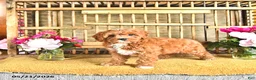 Cavapoo dogs for sale: Oscar - Ad 2