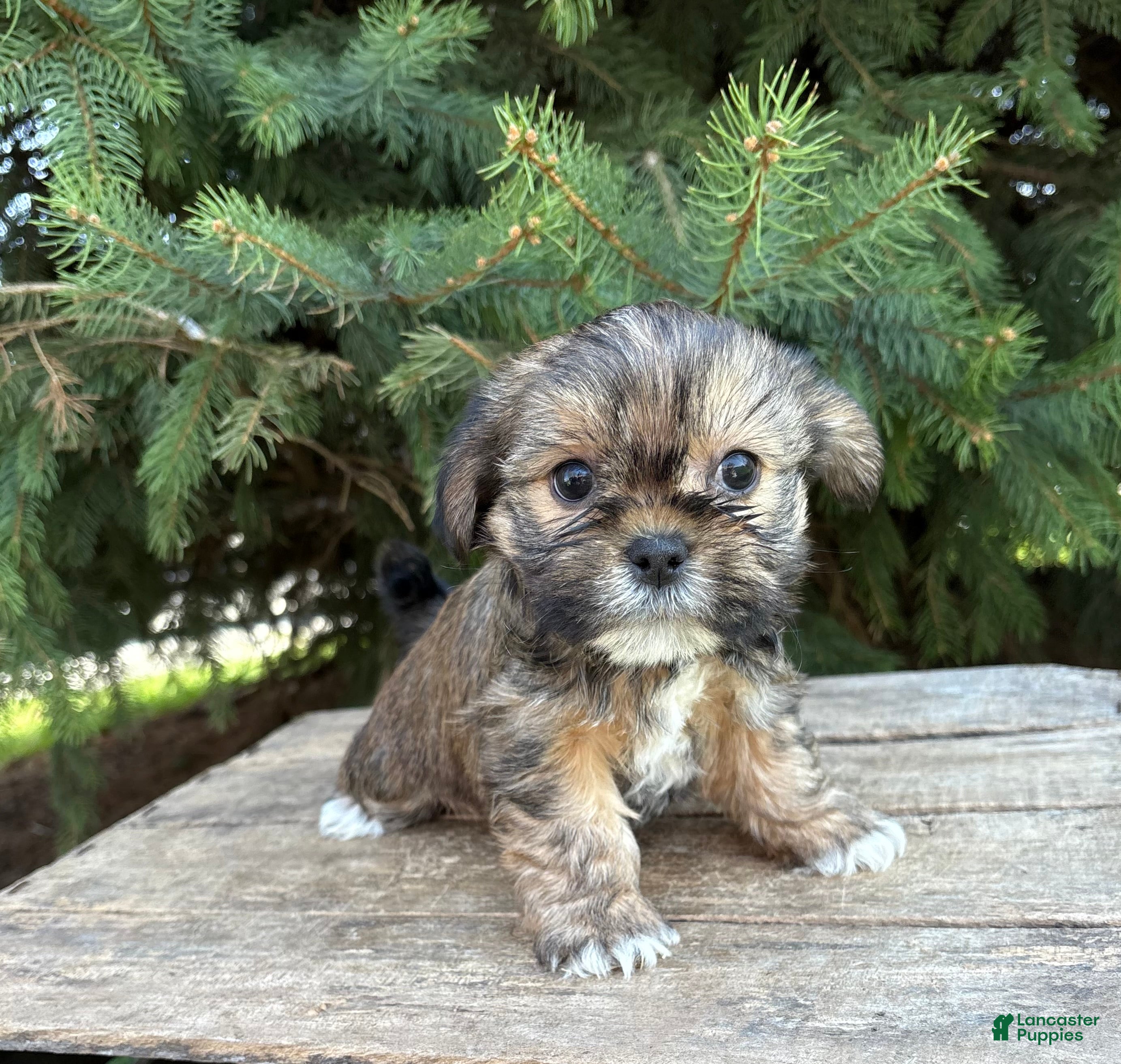 Shorkie dogs Mia  - Ad 1