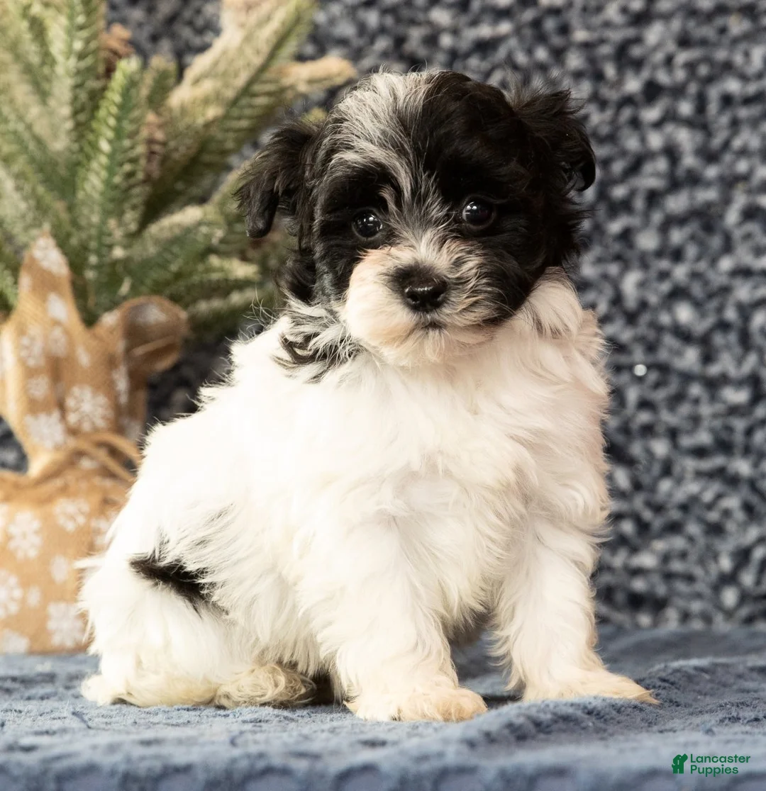 Havapoo dogs for sale: Gabe - Ad 7