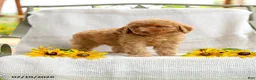Mini Goldendoodle dogs for sale: Joy - Ad 5