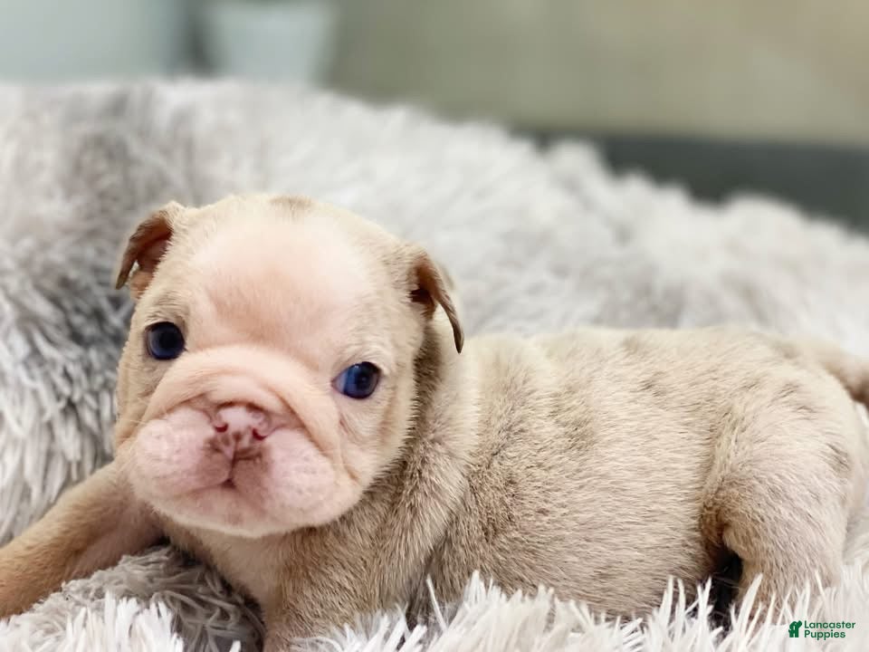 English Bulldog dogs ELOISE - Ad 23