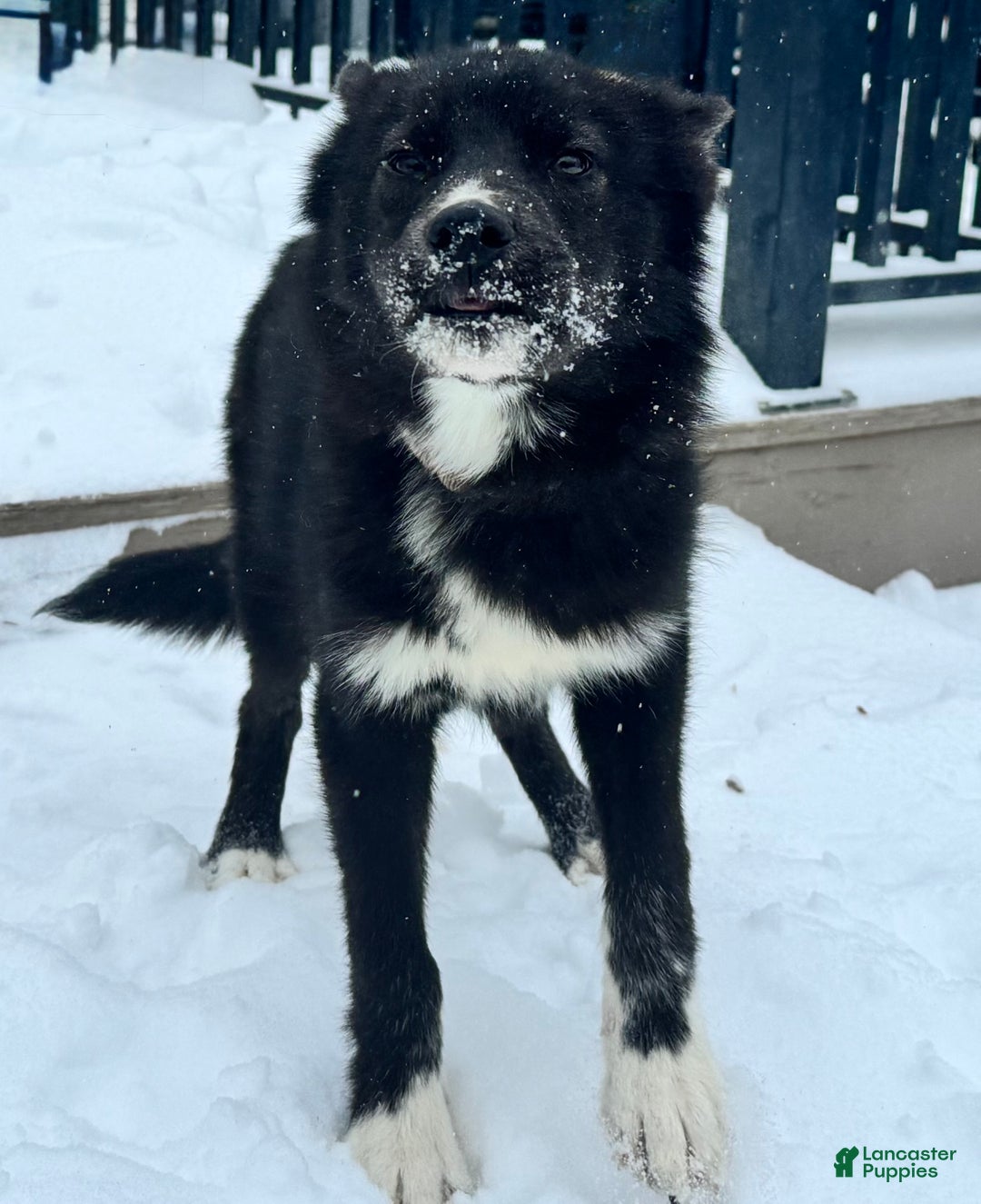 Siberian Husky dogs for sale: Elijah - Ad 2