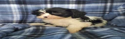Cavapoo dogs for sale: Oreo - Ad 3
