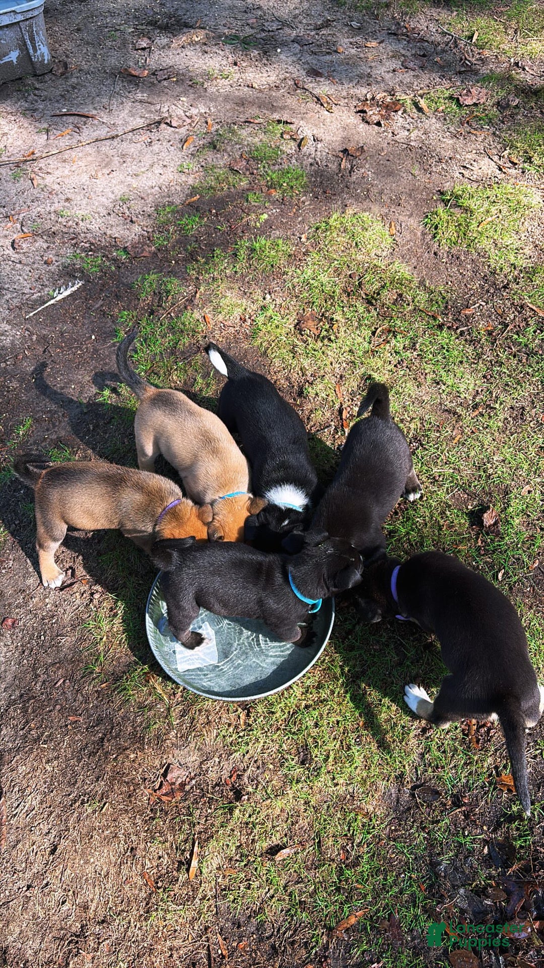 Mixed Breed dogs for sale: Bear - Ad 6