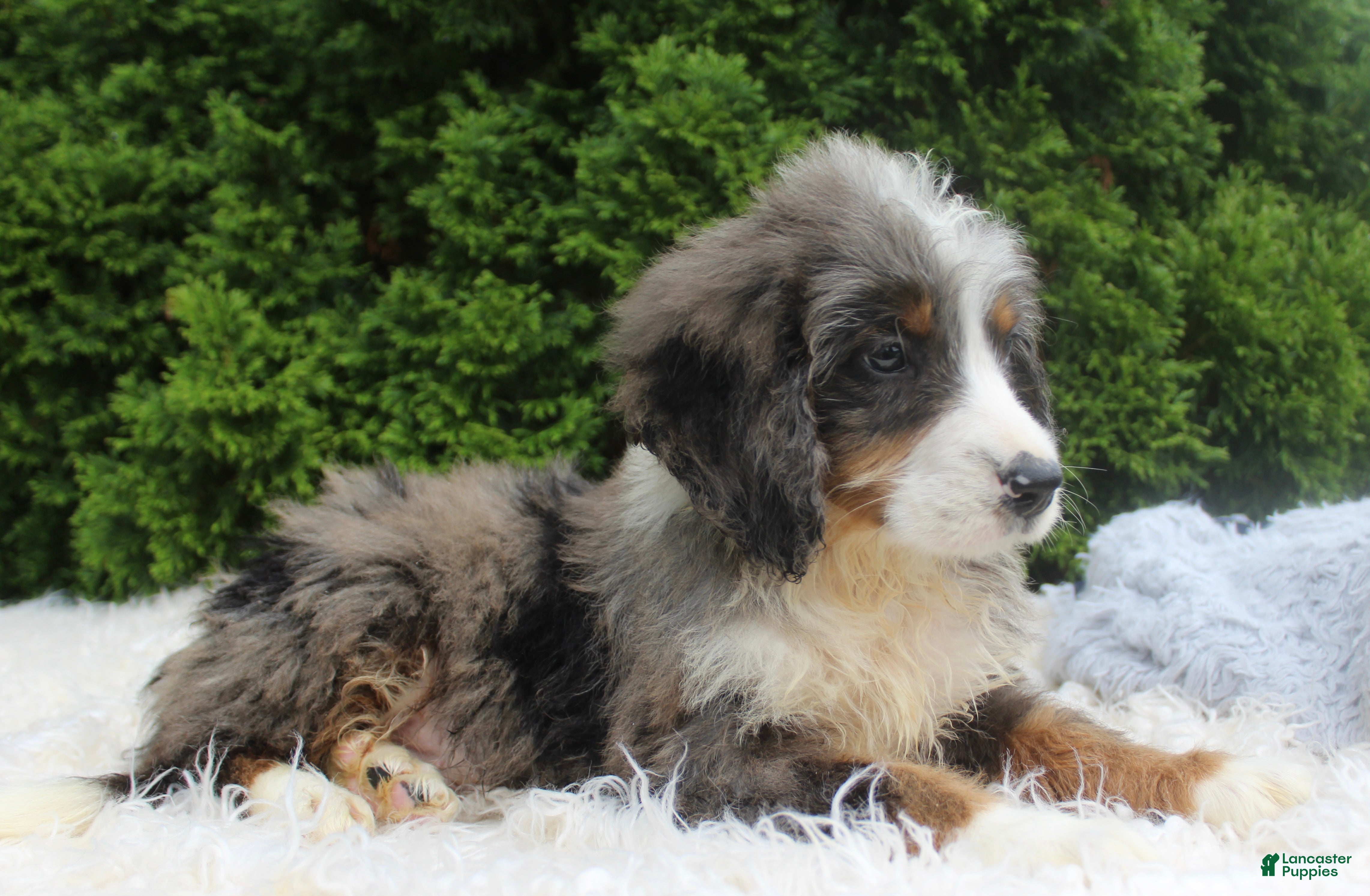 Bernedoodle dogs Zach - Ad 2