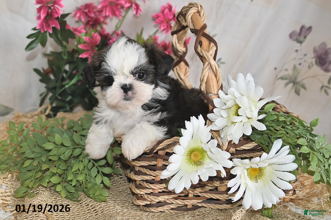 Shih Tzu dogs for sale: Belle - Ad 2