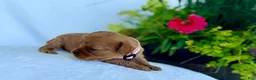 Cavapoo dogs for sale: Poppy - Ad 3